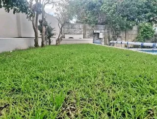 Roll on lawn  kikuyu grass