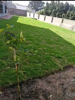 Roll on lawn  kikuyu grass