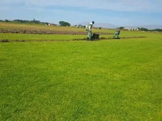 Supply and install  kikuyu grass