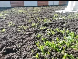 Supply and install  kikuyu grass