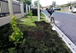 Supply and install  kikuyu grass