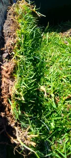 Roll on lawn kikuyu grass