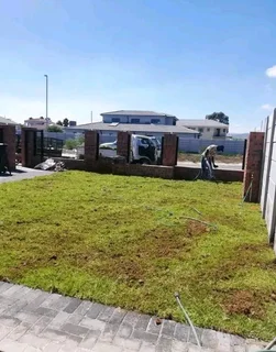 Roll on lawn kikuyu grass