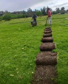 Roll on lawn kikuyu grass