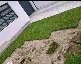 Roll on lawn kikuyu grass