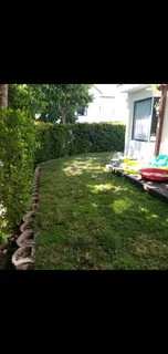 Roll on lawn kikuyu grass