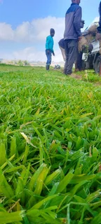 Supply and install  Buffalo grass