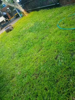 Supply and install  Buffalo grass
