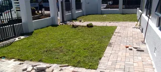 Roll on lawn  cyndon grass