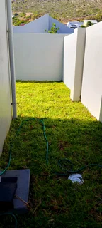 Roll on lawn  cyndon grass