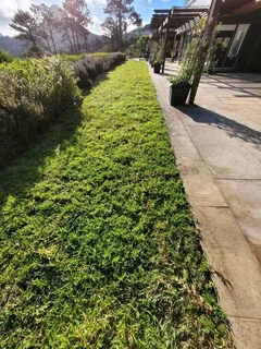 Roll on lawn  cyndon grass