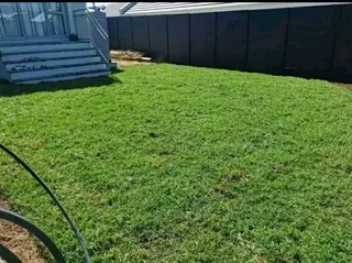 Roll on lawn  kikuyu and Buffalo  grass