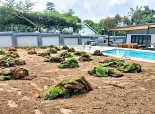 Roll on lawn  kikuyu and Buffalo  grass