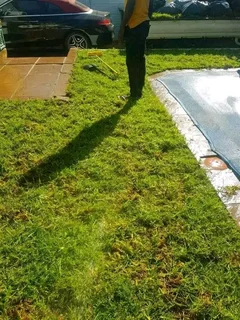 Roll on lawn  kikuyu and Buffalo  grass