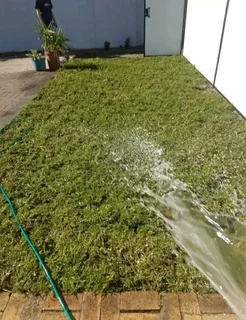 Roll on lawn  kikuyu and Buffalo  grass