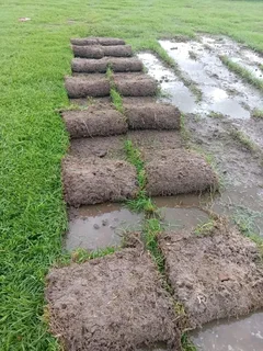 Roll on lawn  kikuyu and Buffalo  grass