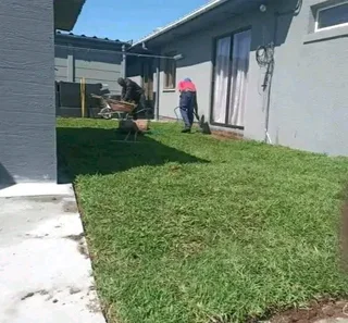 Roll on lawn  kikuyu and Buffalo  grass