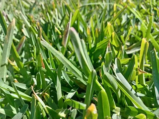 Roll on lawn  kikuyu grass