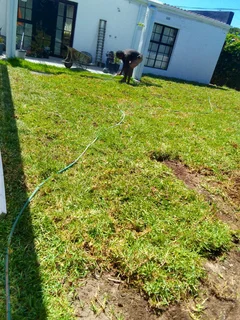 Roll on lawn  kikuyu grass