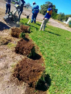 Roll on lawn  kikuyu grass