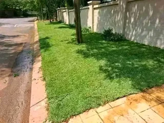 Roll on lawn  kikuyu grass
