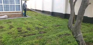 Supply and install  Buffalo grass and  kikuyu grass