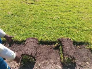 Roll on lawn cyndon grass