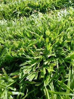 Roll on lawn  kikuyu grass