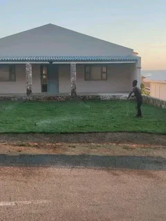 Roll on lawn  kikuyu grass