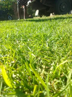 Roll on lawn  kikuyu grass