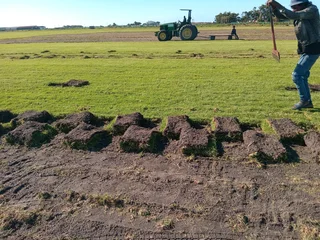 Roll on lawn  kikuyu grass