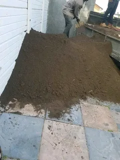 Roll on lawn  kikuyu grass