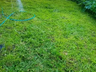 Roll on lawn  kikuyu grass