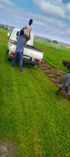 Roll on lawn  cyndon grass