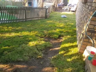 Roll on lawn  cyndon grass