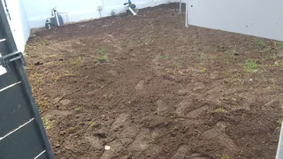 Roll on lawn  cyndon grass