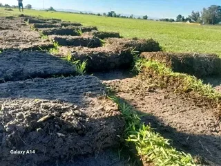 Supply and install  kikuyu grass and  LM barea grass