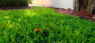 Roll On Lawn  Lm Berea Grass