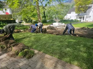 Roll on lawn  LM Berea GRASS