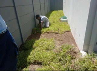 Roll on lawn  LM Berea GRASS