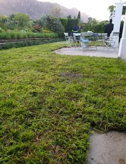 100   kikuyu grass