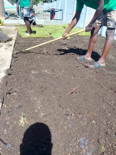 100   kikuyu grass