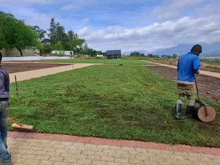 100   kikuyu grass