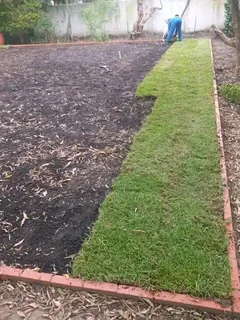 Roll on lawn  LM barea grass and  cyndon GRASS