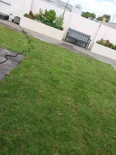 Roll on lawn  LM barea grass and  cyndon GRASS