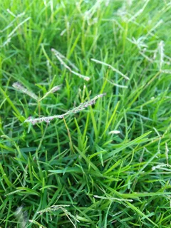 Roll on lawn  cyndon grass