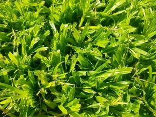 Roll on lawn   LM Berea grass