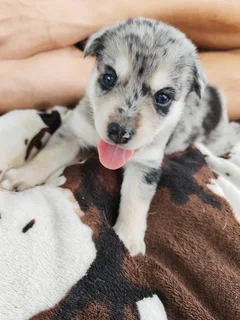 Puppy - Australian Shepherd X Husky