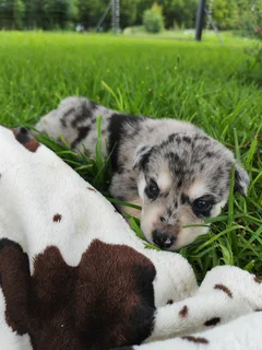 Puppy - Australian Shepherd X Husky