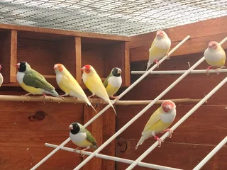 Birds - Ad posted by Lizy Marais